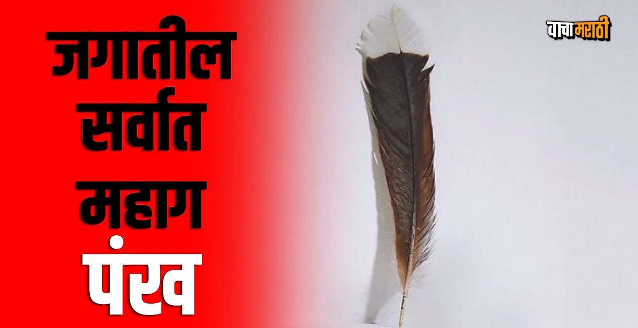World's Most Expensive Feather of huia bird sold for $28,365
