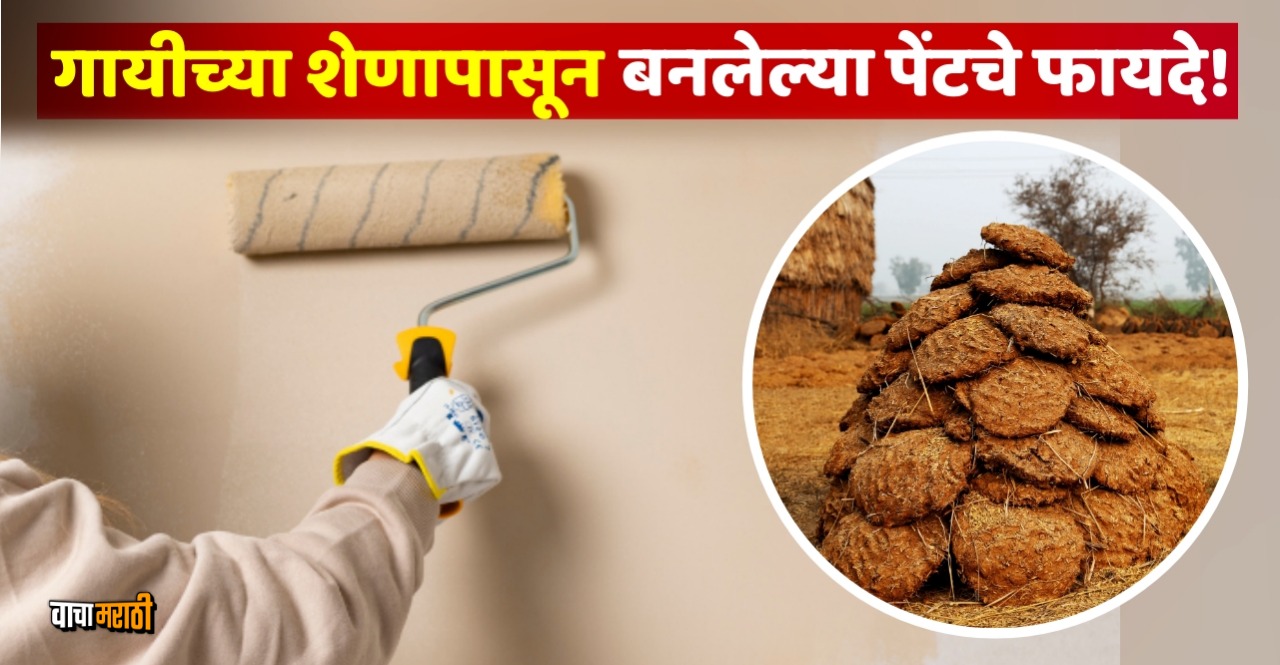 Cow Dung Paint benefits all you need to know marathi latest news