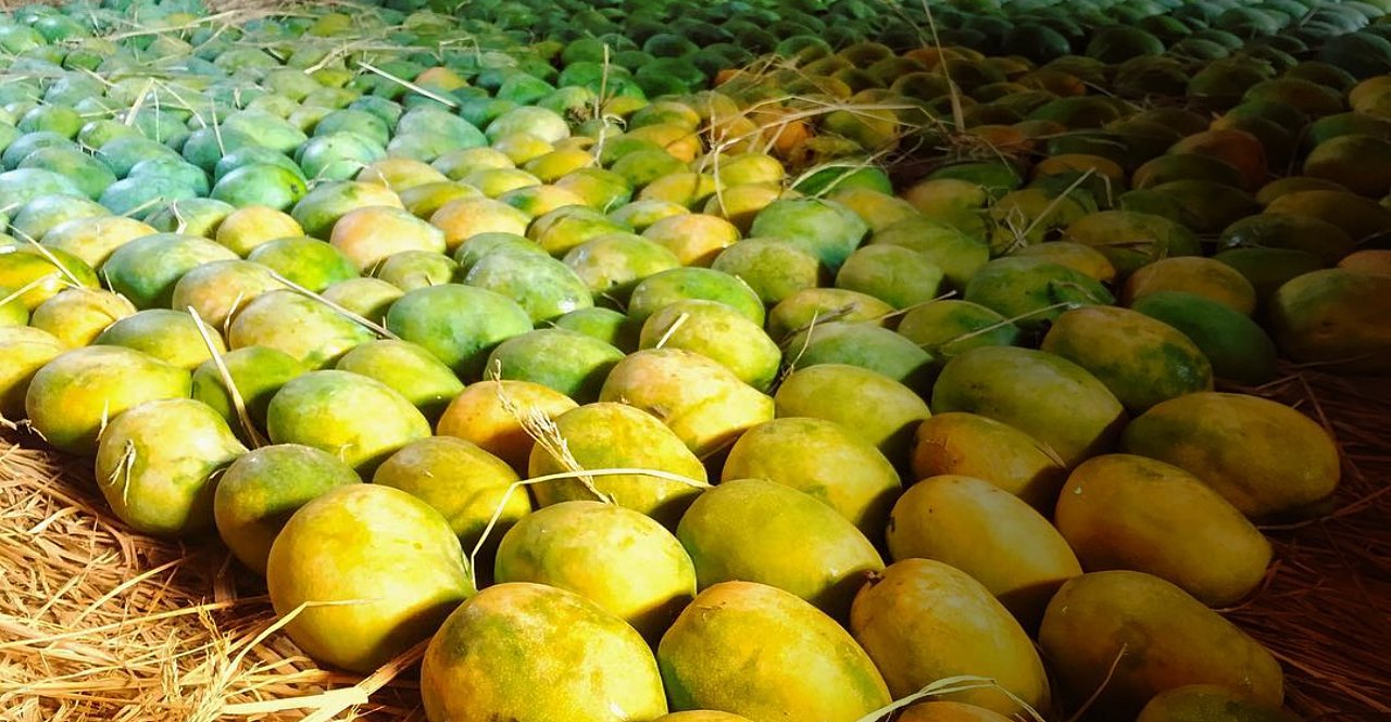 Raid finds 7 tonnes of artificially ripened mangoes at Tamil Nadu
