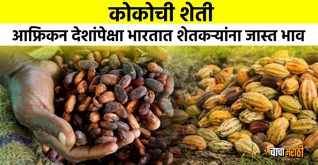 Indian Man Started cocoa farming after retirement earning profits worth lakhs