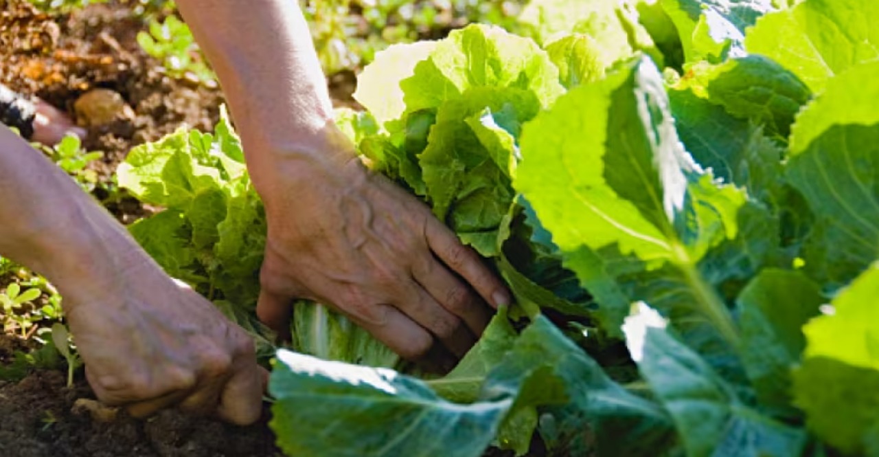 no one buys vegetables in this village of Uttar Pradesh check sikandarpur story