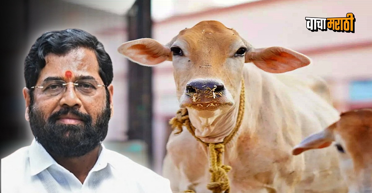 Maharashtra Govt Declares Indigenous Cow Rajya Mata Ahead Of Polls