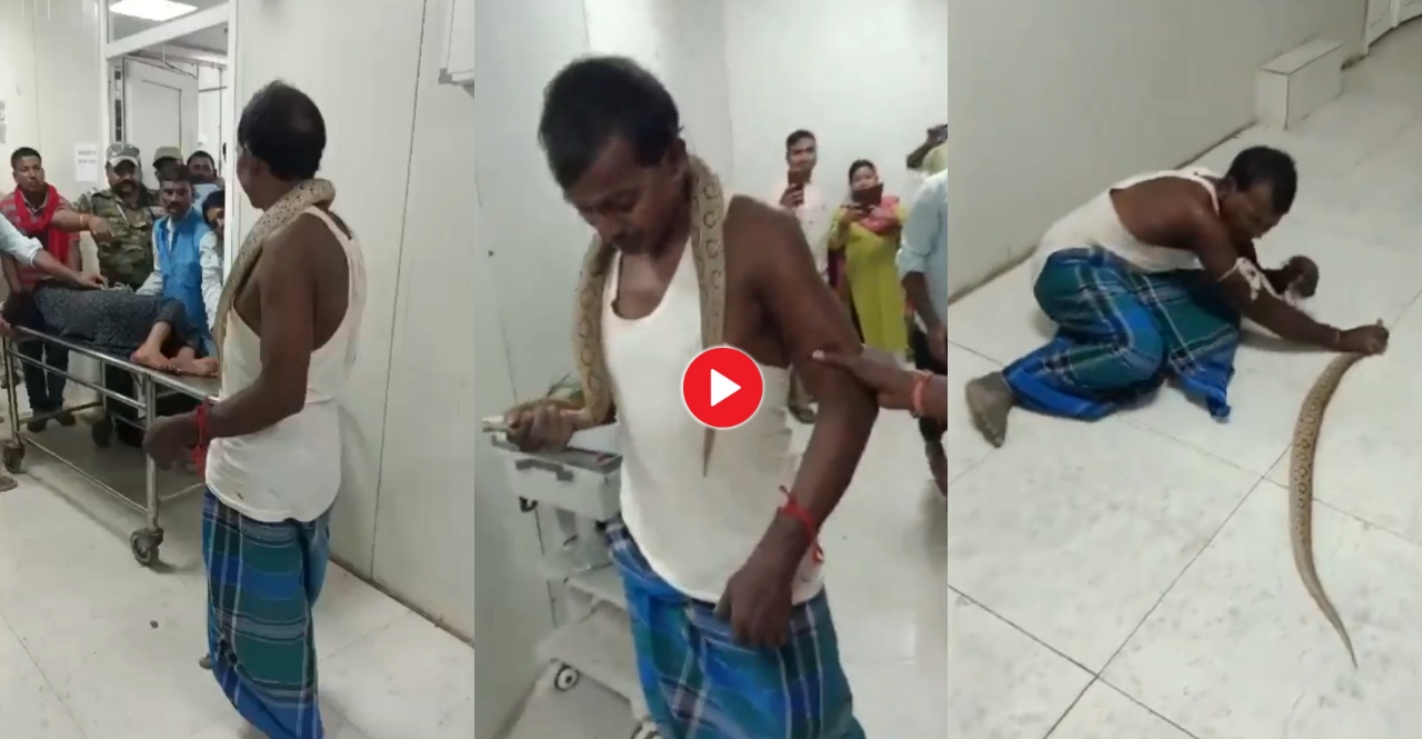 World's fifth most dangerous snake Russell's Viper bites a man in Bihar reaches hospital
