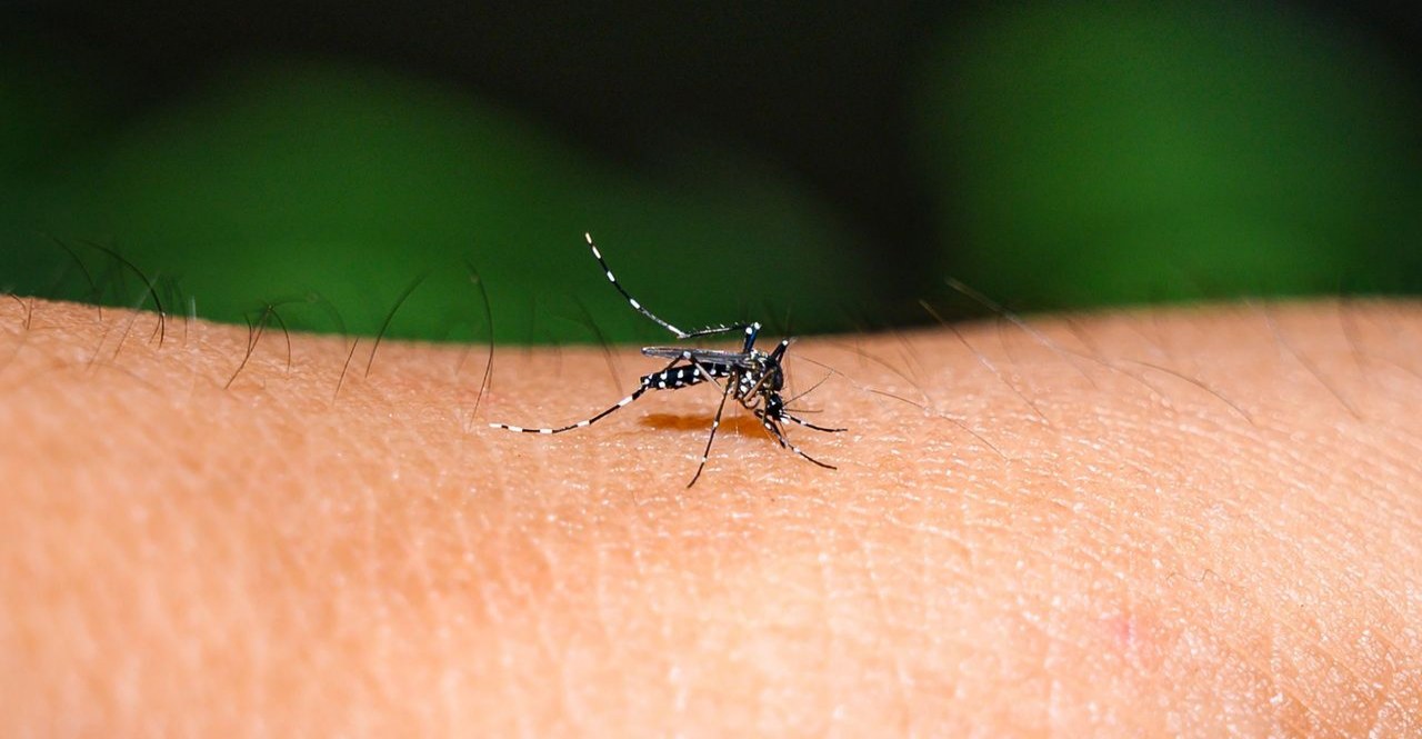 Delivering a New malaria vaccine through a mosquito's bite