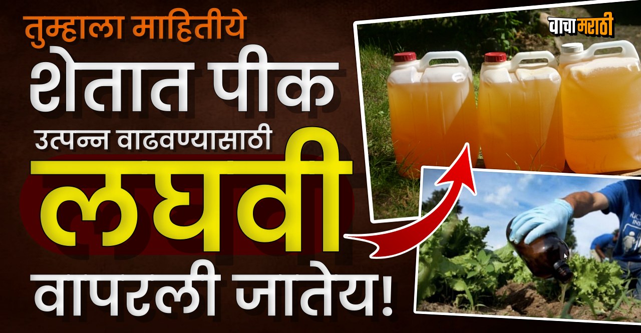 Uses of Human Urine in Agriculture know how much benefit the crops get