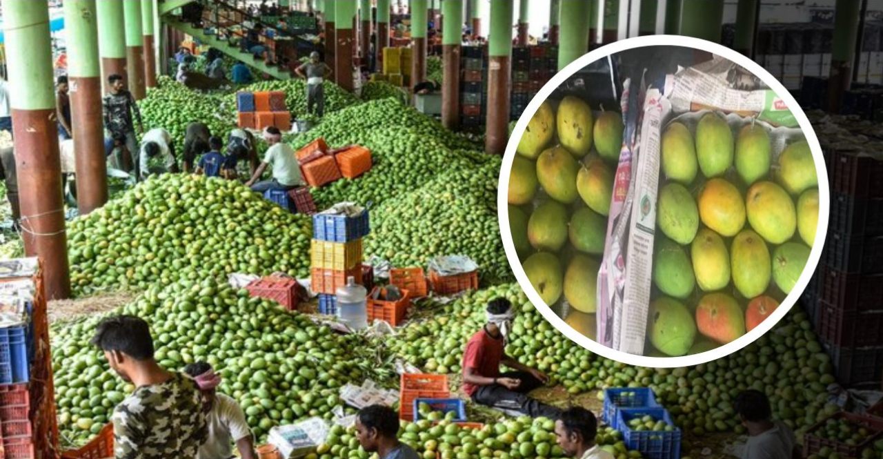 Mango export to US from India increased again