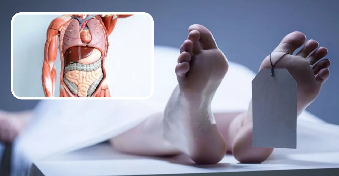 Know Which organs remain alive for how long after death