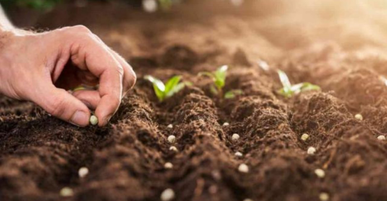 Maharashtra, sowing has been completed on approximately 1.15 lakh hectares of land