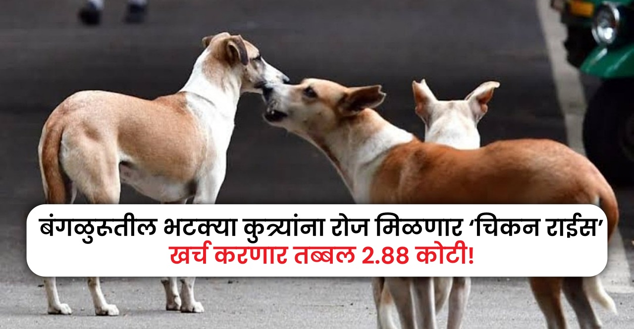 Bengaluru Stray Dog Feeding Scheme