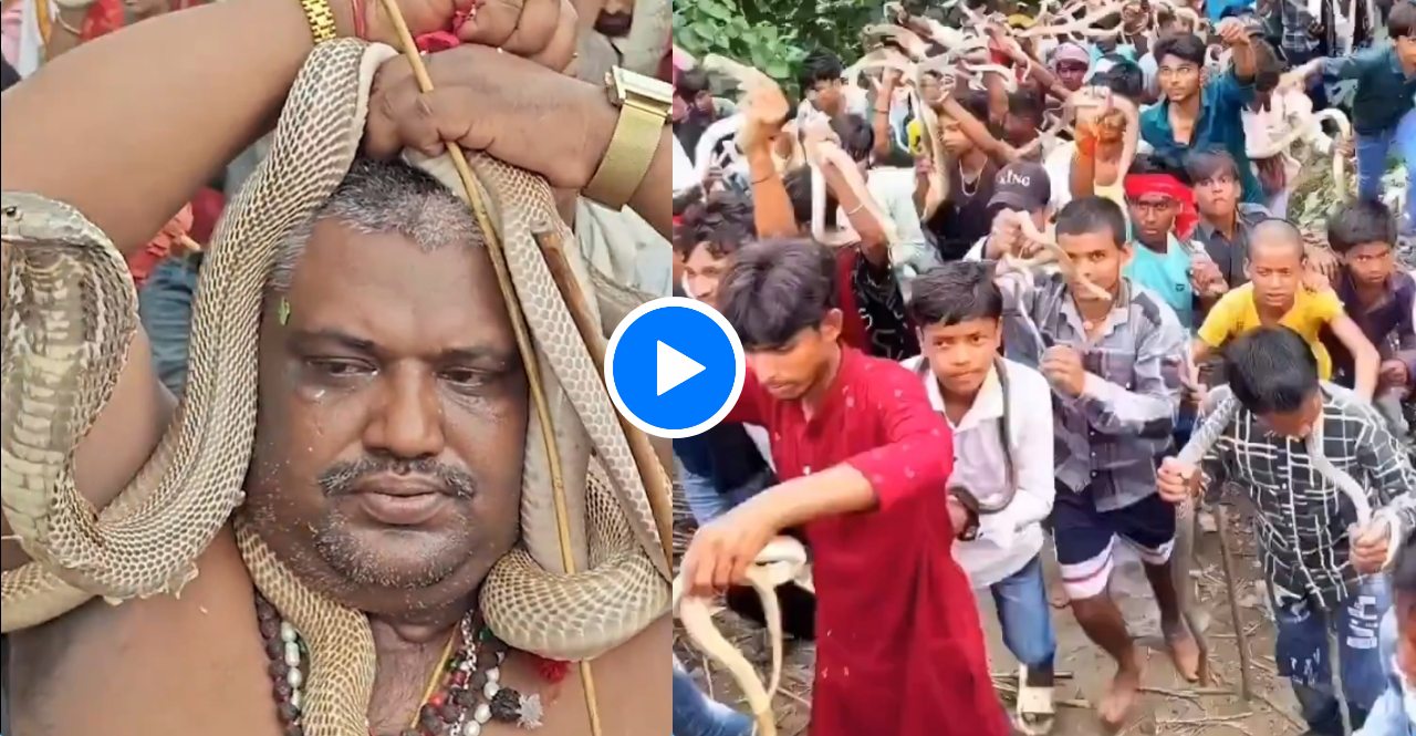 Viral Video Snake Fair In Bihar
