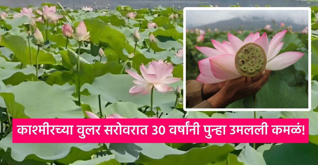 Wular Lake Kashmir Lotus Flowers