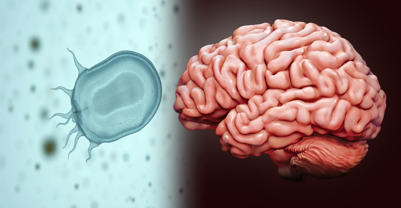 Brain Eating Amoeba