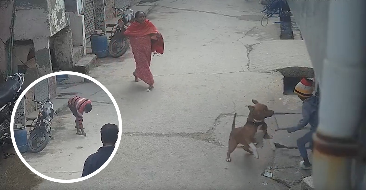 pitbull attack delhi