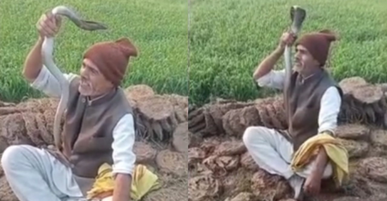 Cobra Snake Bite Death