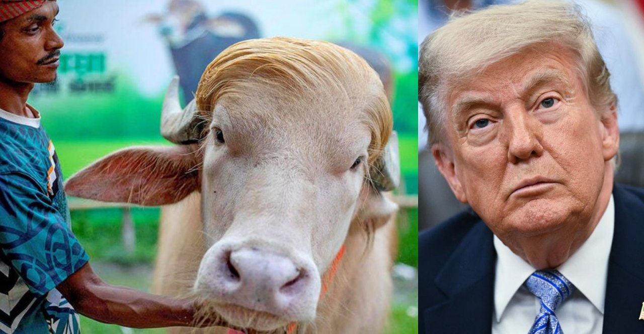 Donald Trump buffalo Bangladesh