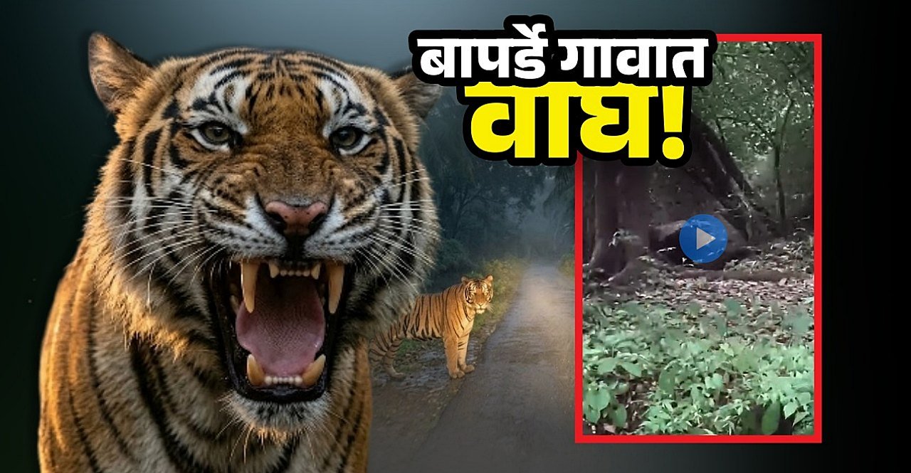 Tiger spotted in Devgad Baparde Konkan